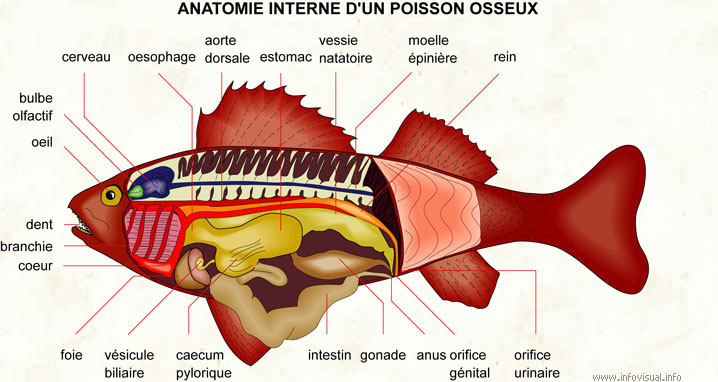 Anatomie interne d'un poisson osseux